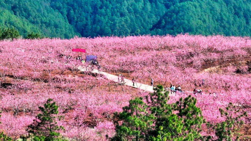 九点公开验证